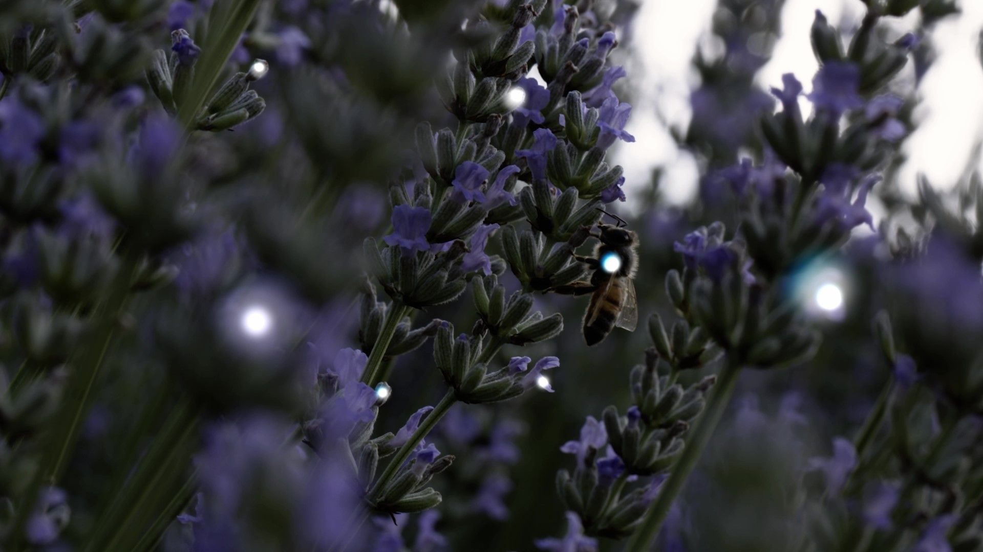 DEKA-Frame-Environment